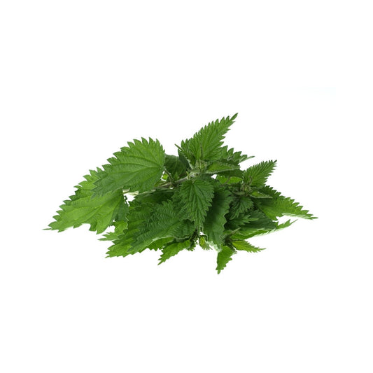 Brennesselblätter