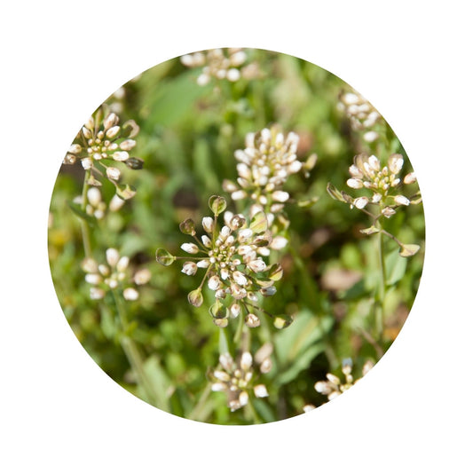 Hirtentasche (Hirtentäschel)